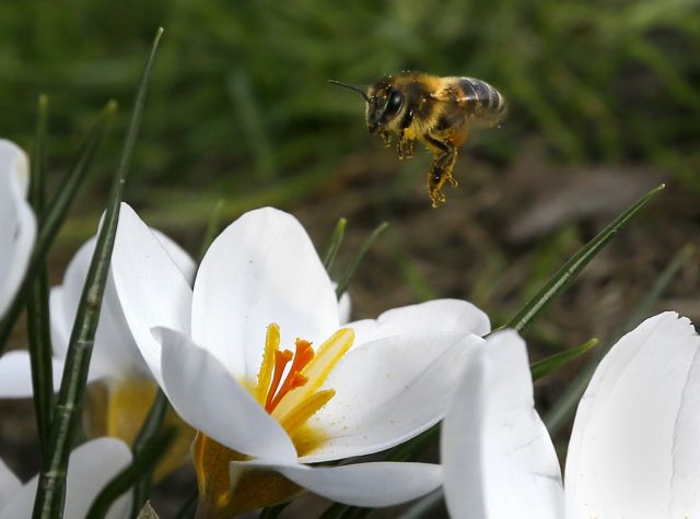 Ακόμα και οι μέλισσες δεν λένε όχι σε ένα καφεδάκι